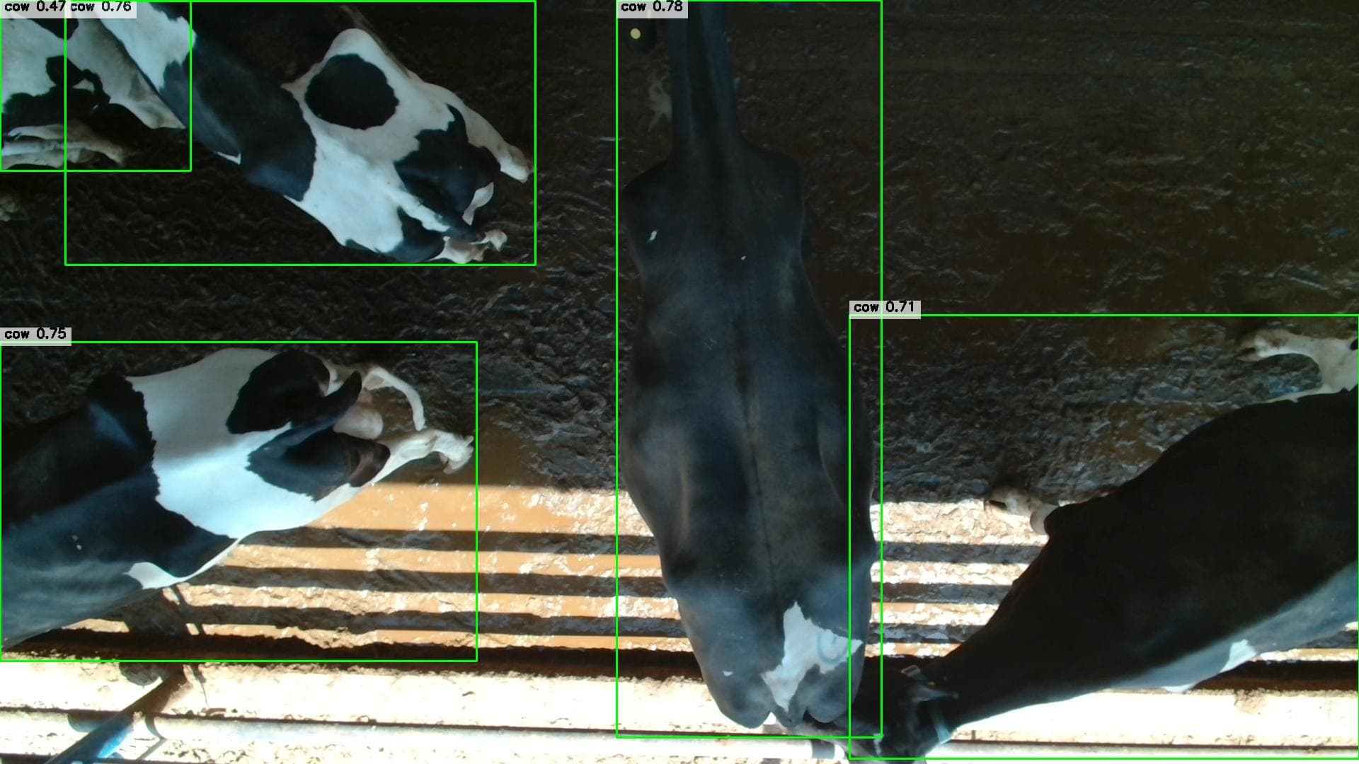 YOLOv9 Cow Detection: From Docker to Edge Deployment on Raspberry Pi